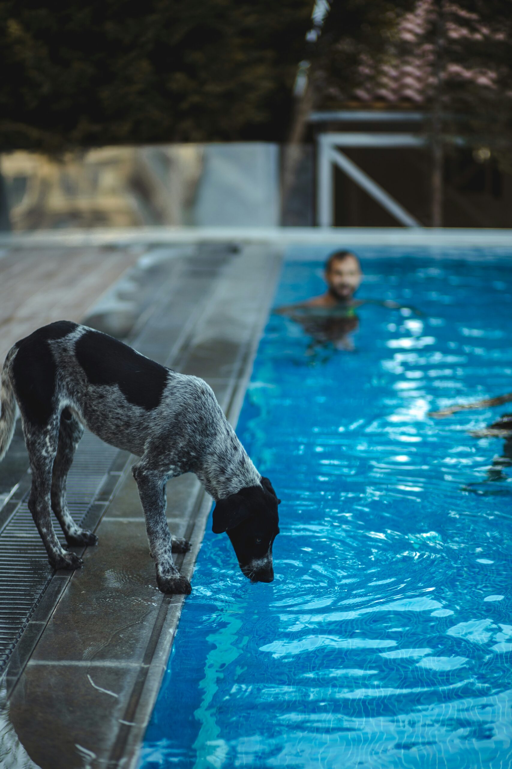 Dog drinking from the pool